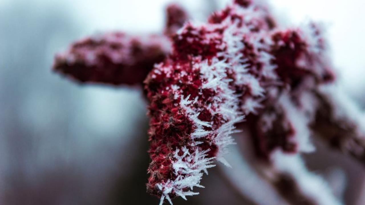 خواص سماق و تأثیرات آن بر روی