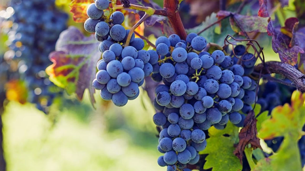 Grapes and Their Nutritional V