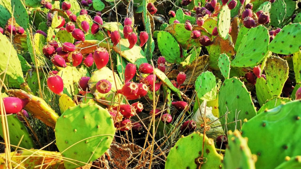 The temperament of cactus frui