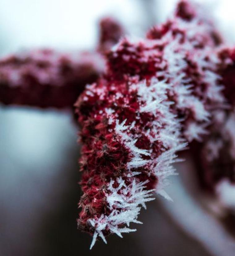 خواص سماق و تأثیرات آن بر روی