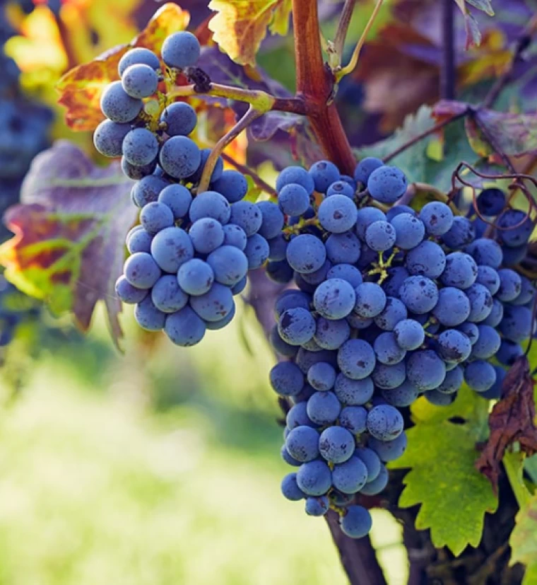 Grapes and Their Nutritional V