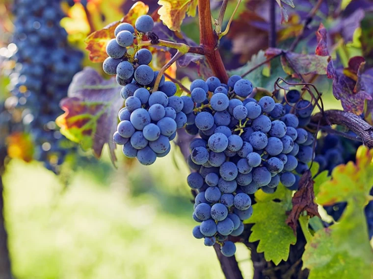 Grapes and Their Nutritional V