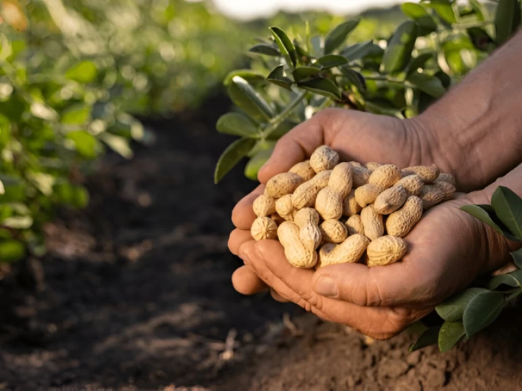 خواص بادام‌زمینی: از سلامت قلب