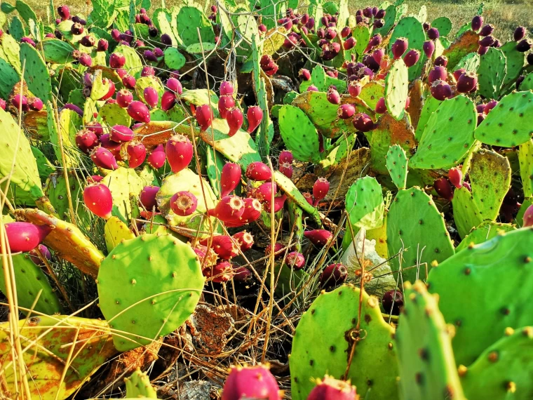 The temperament of cactus frui