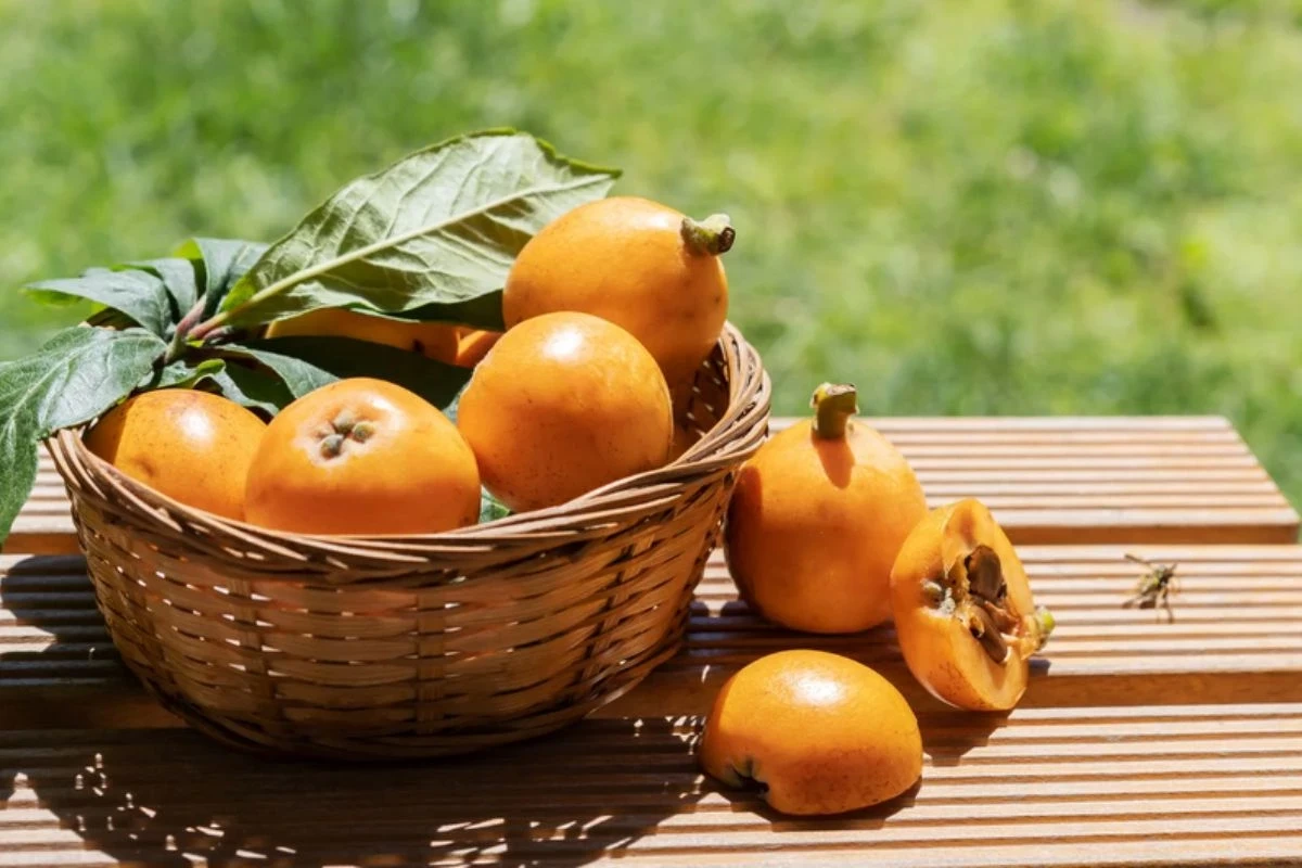 خواص ازگیل: گنجینه پاییزی سرشار از سلامتی